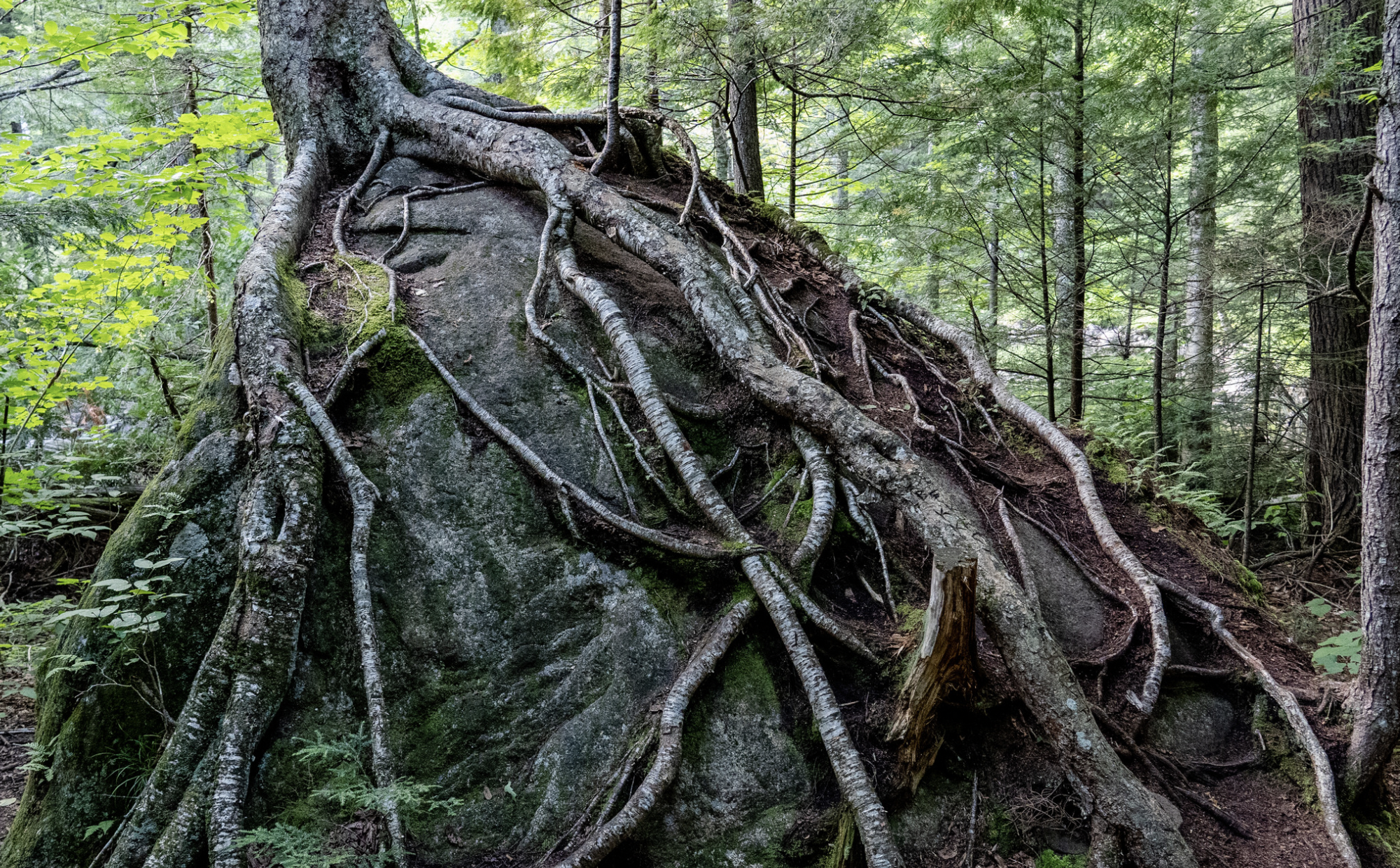 認識倦怠建立職場韌性 Burnout and Resilience in the Workplace